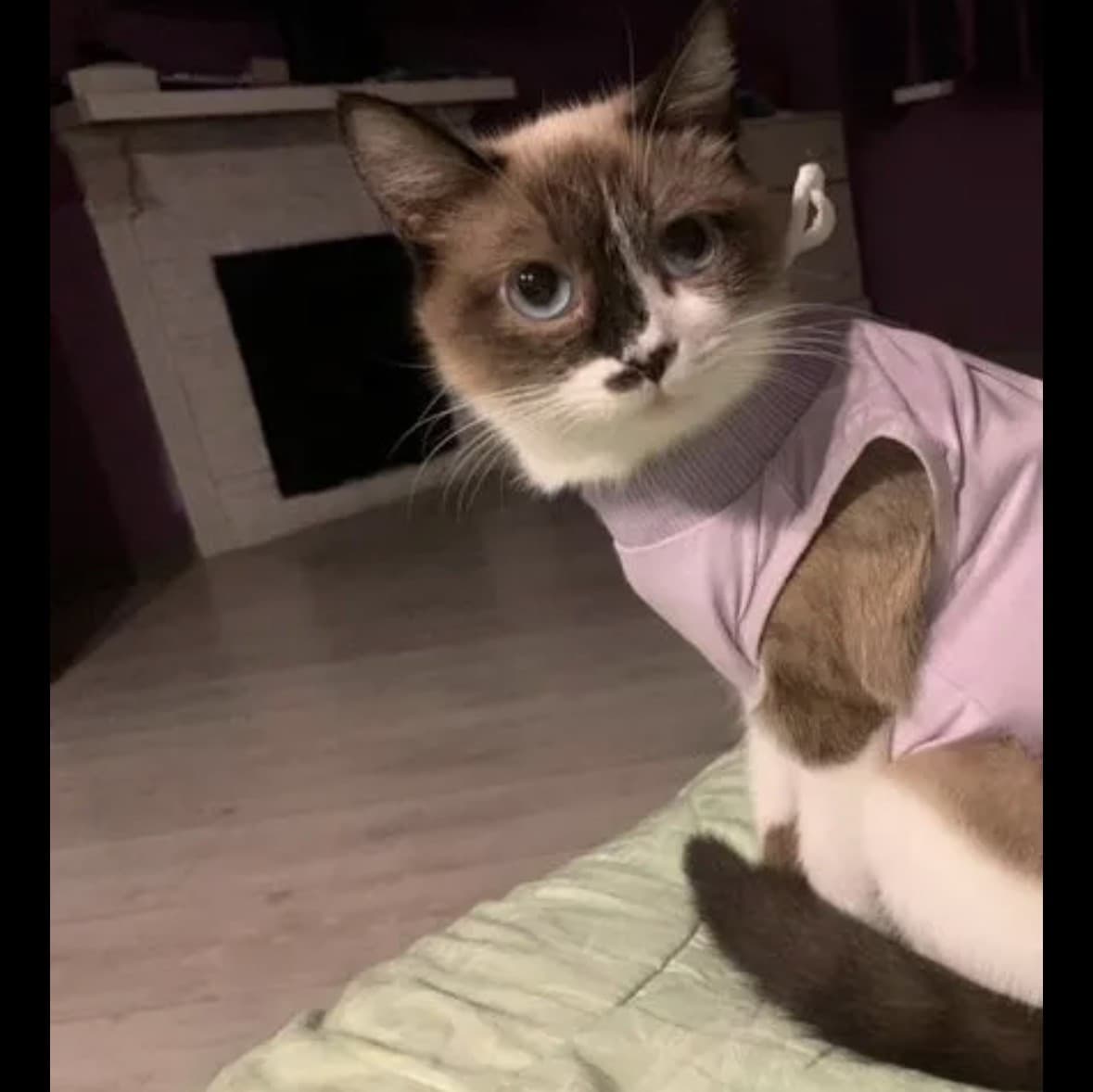 Сауле медиа 3