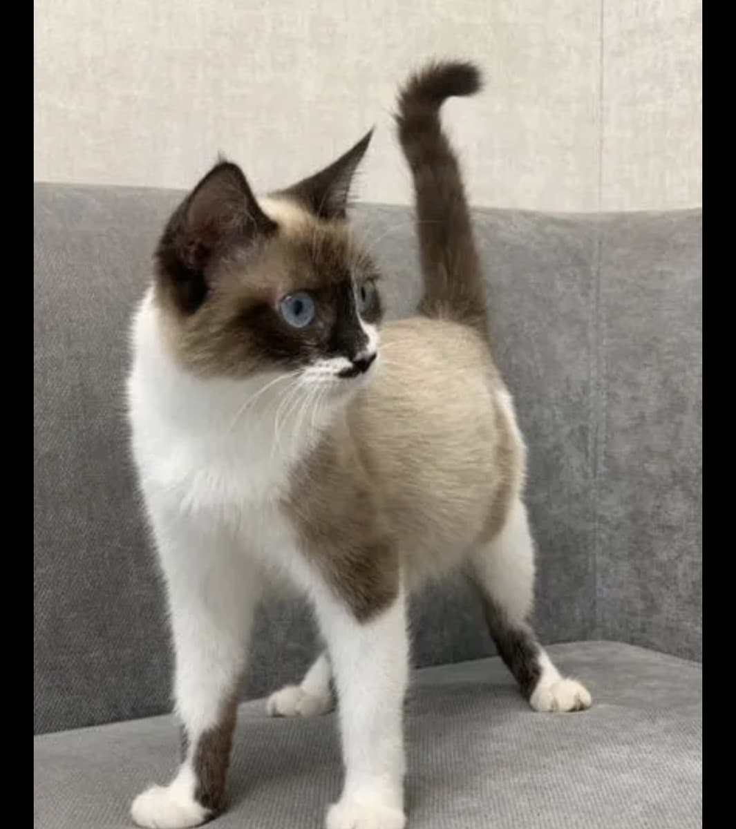 Сауле медиа 2