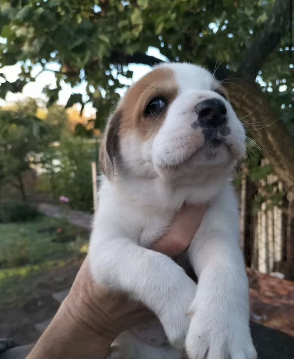 Щенки метисы медиа 3