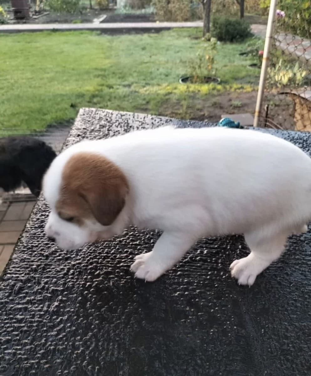 Щенки метисы медиа 2