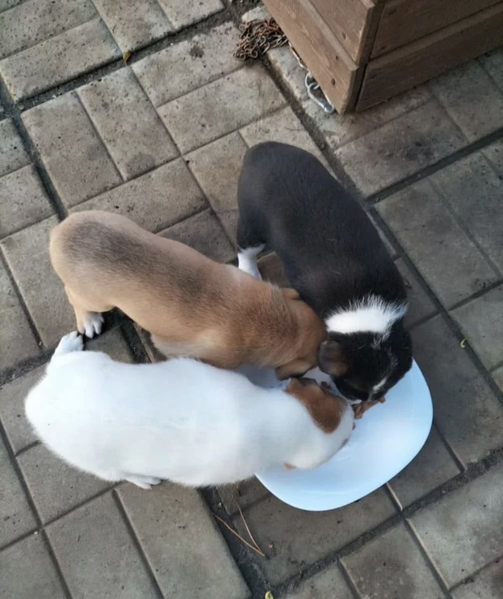 Щенки метисы