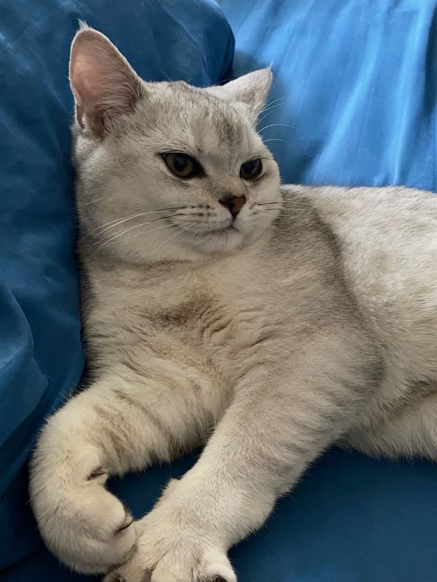 Снежка медиа 2