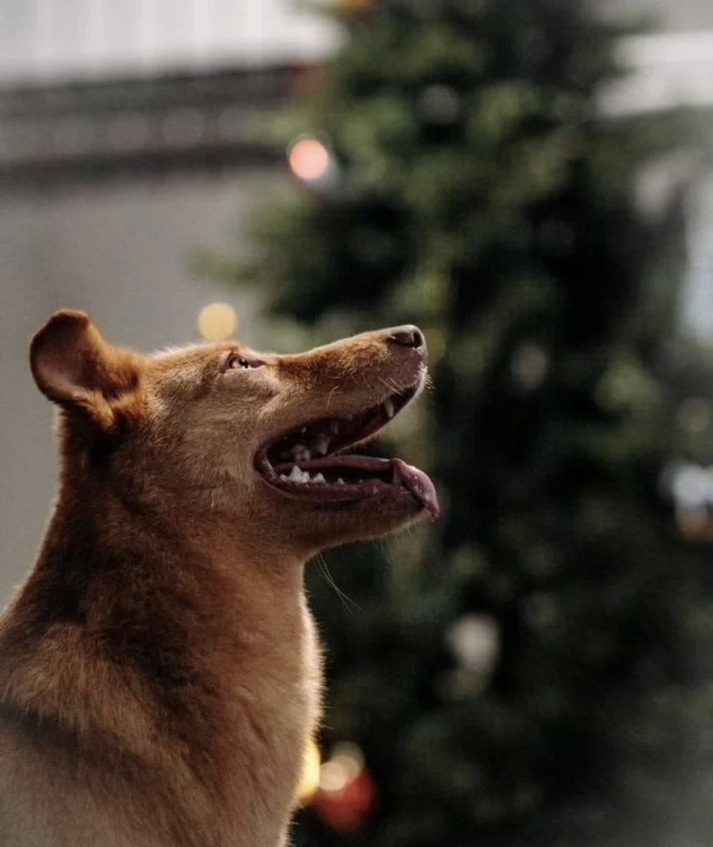 Сальма медиа 3