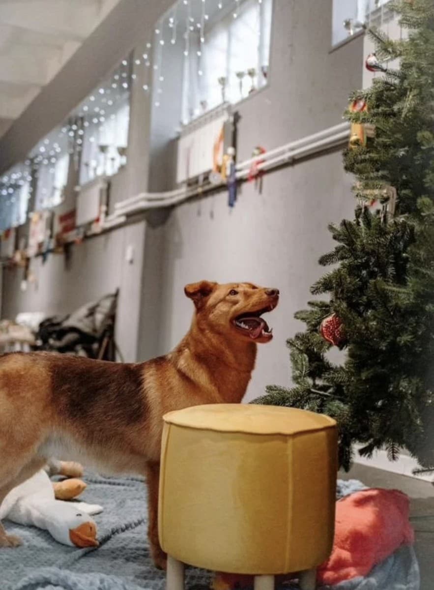 Сальма медиа 2