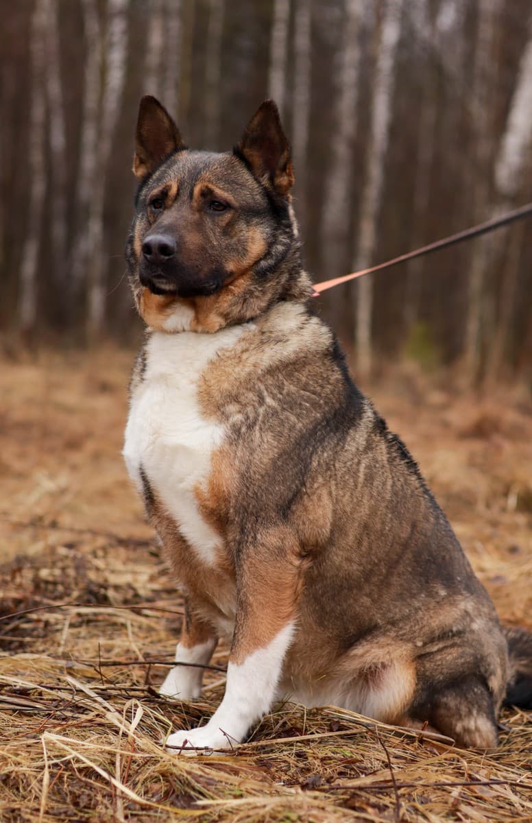 Гоша медиа 5