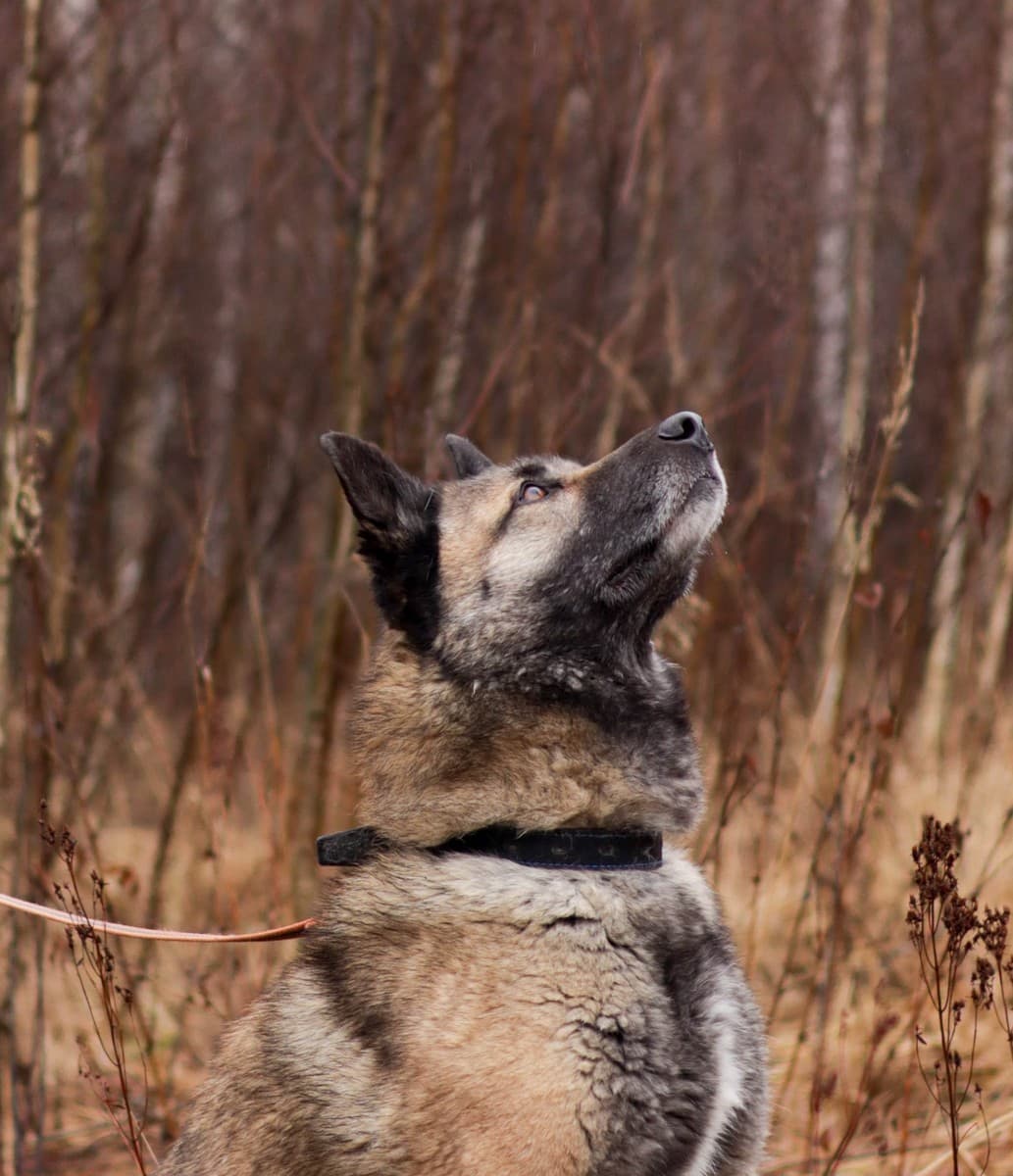 Граф медиа 4