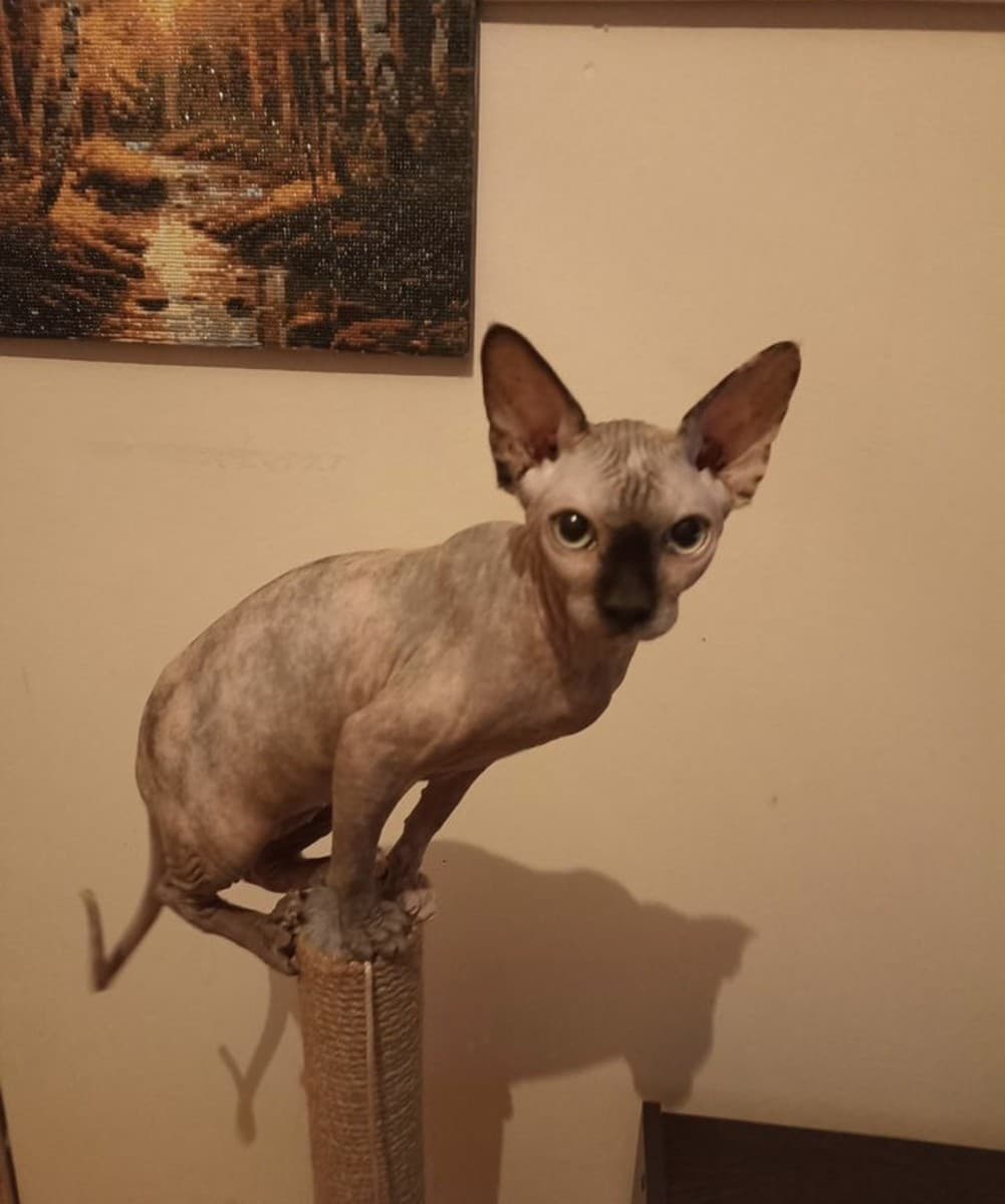 Линда медиа 3