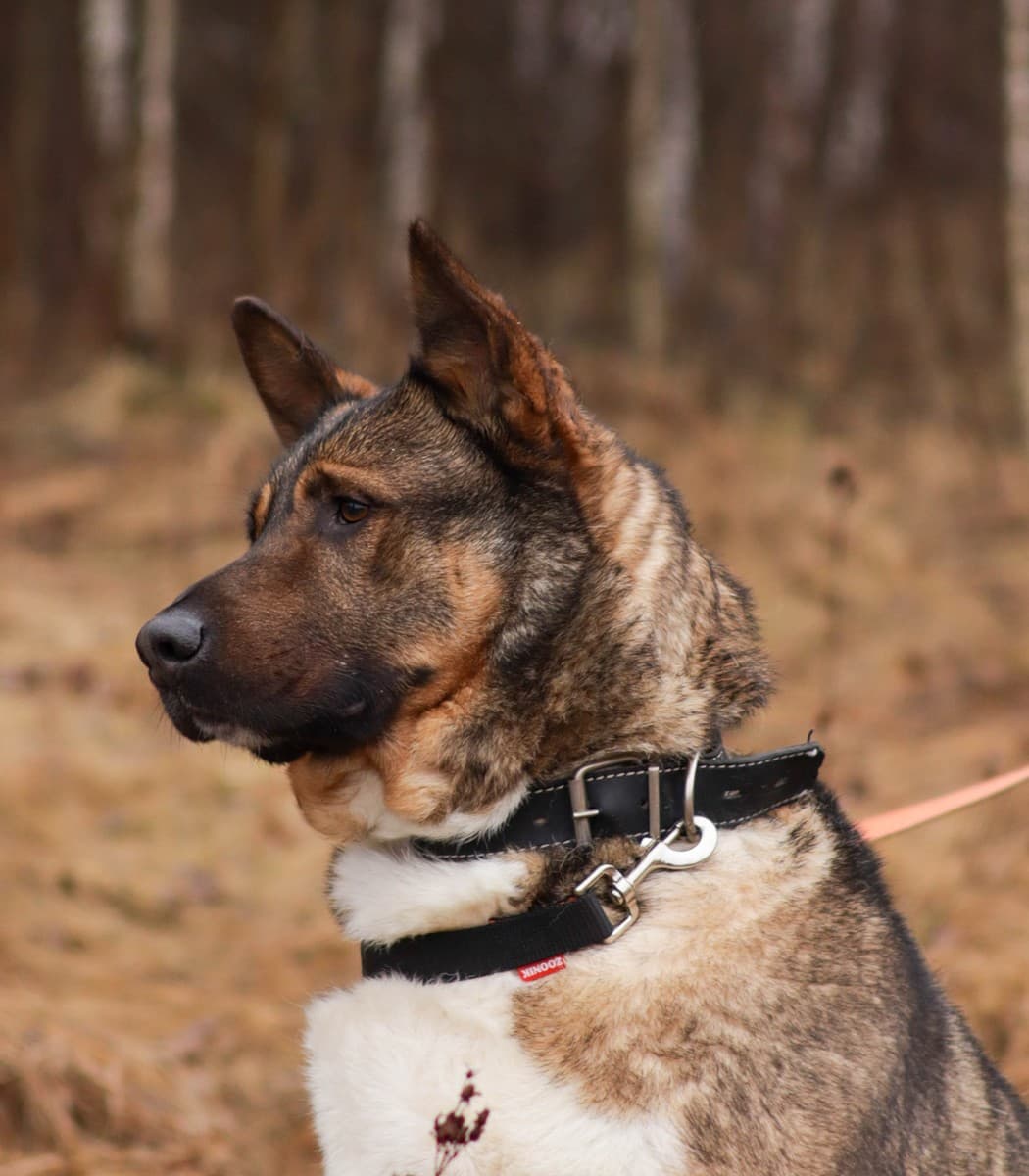 Гоша медиа 6