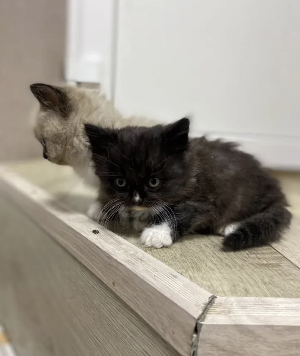 Котята медиа 2