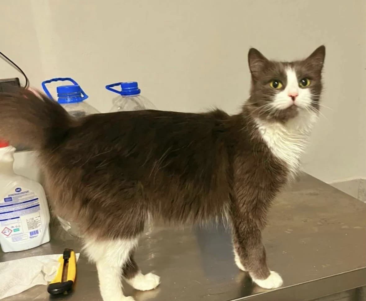 Симона медиа 2