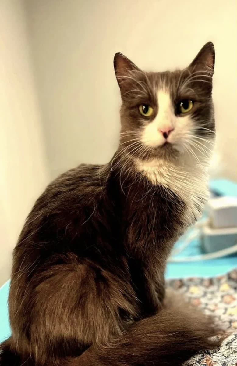 Симона медиа 3