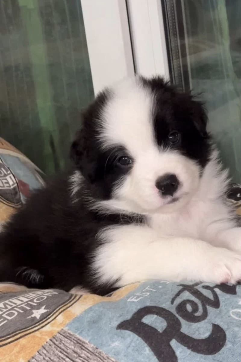 Щенки медиа 2