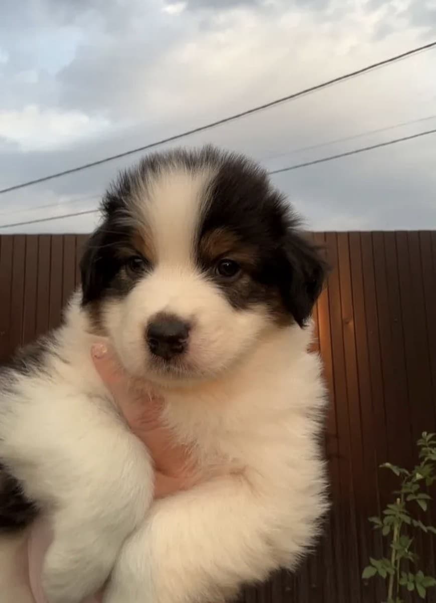 Щенки медиа 3