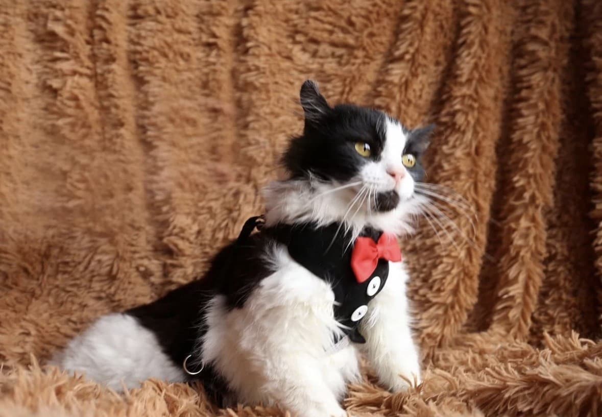 Роми медиа 2