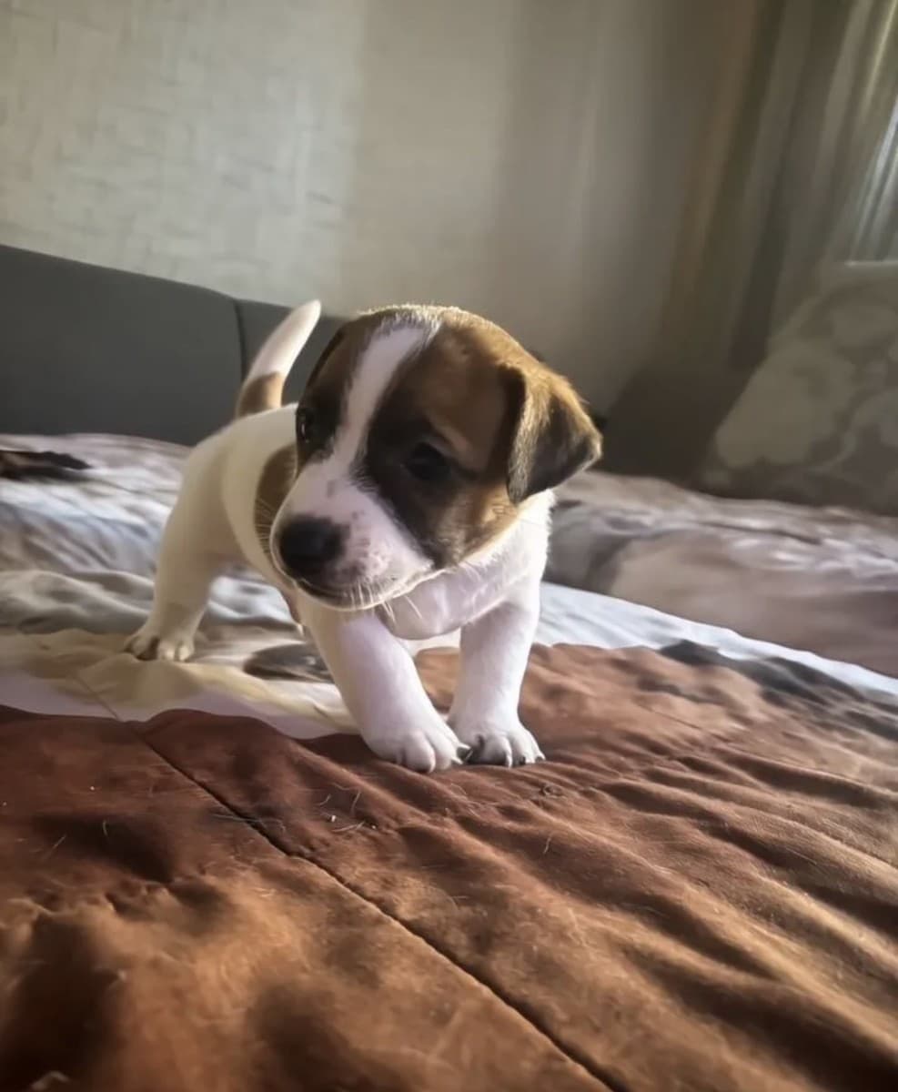 Джек рассел терьер медиа 3