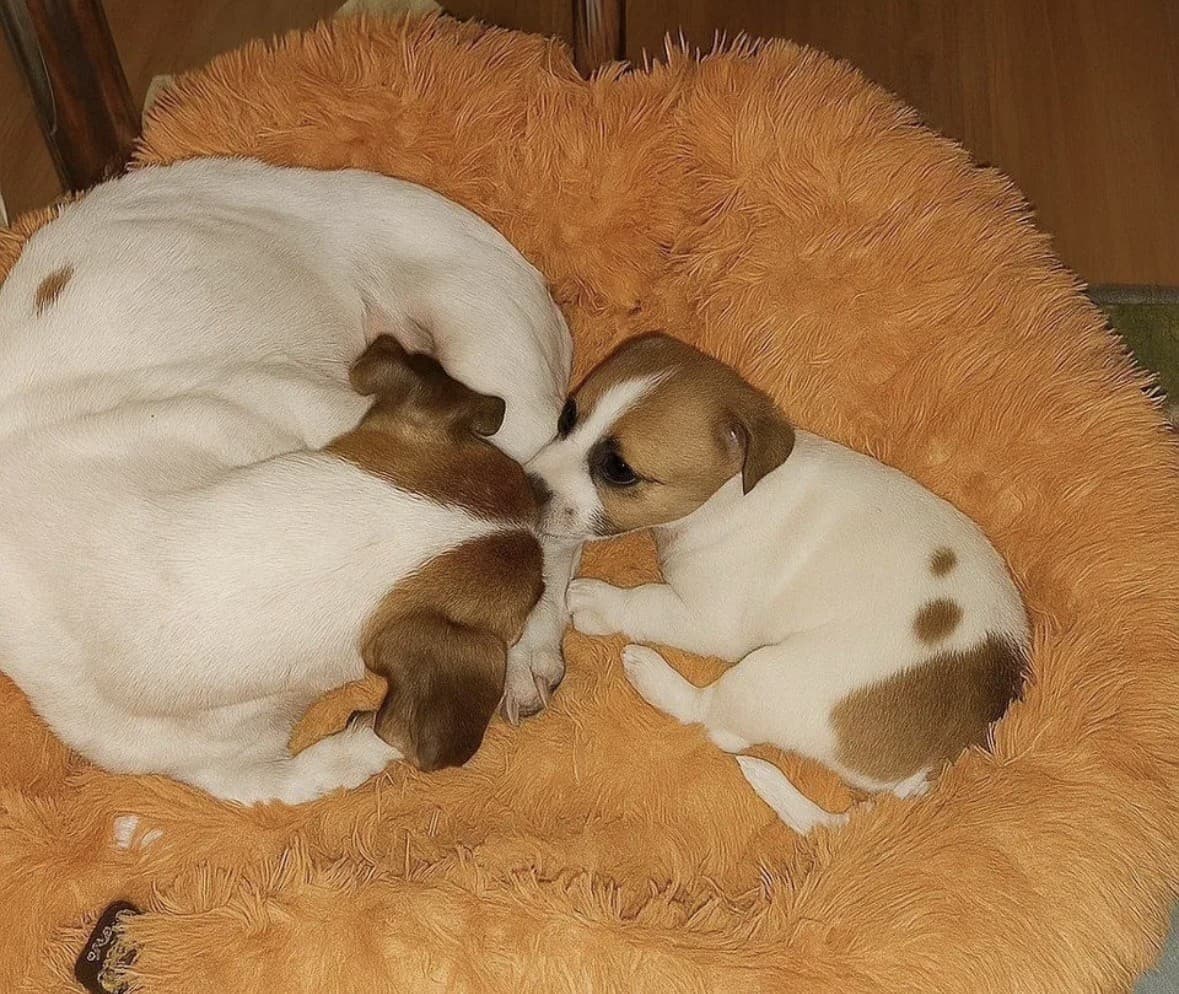 Джек рассел терьер медиа 4