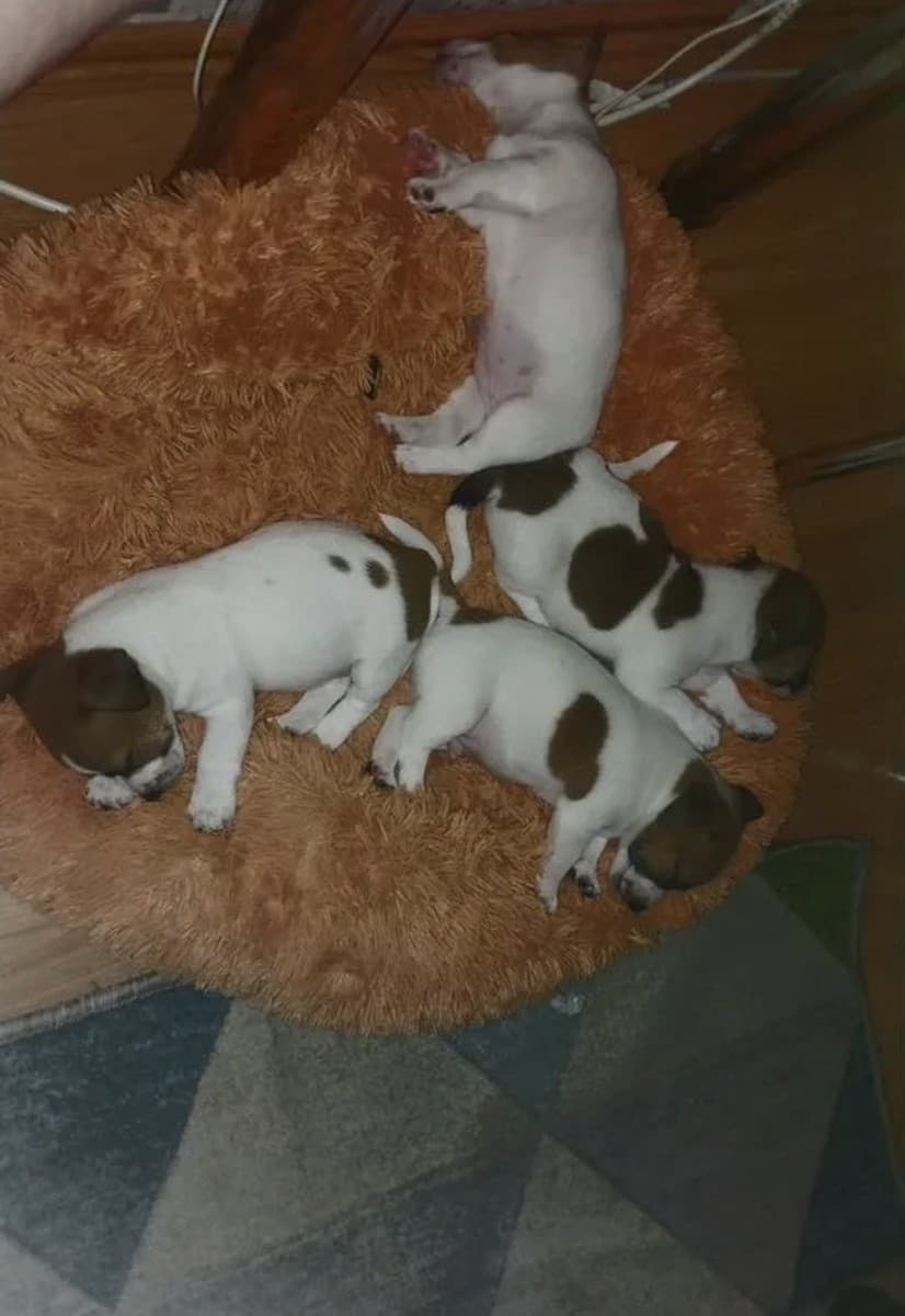 Джек рассел терьер