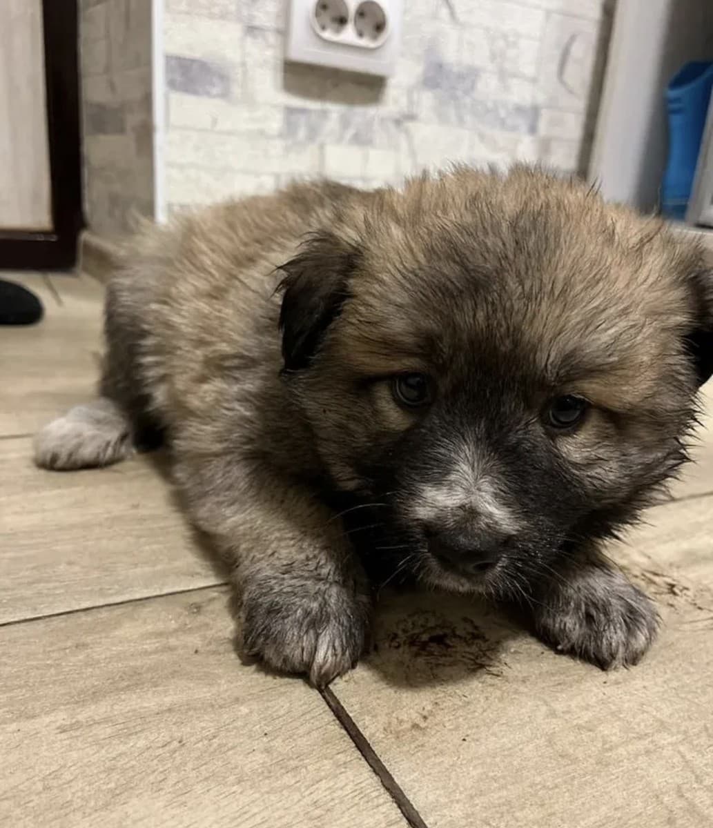 Щенки акита медиа 7