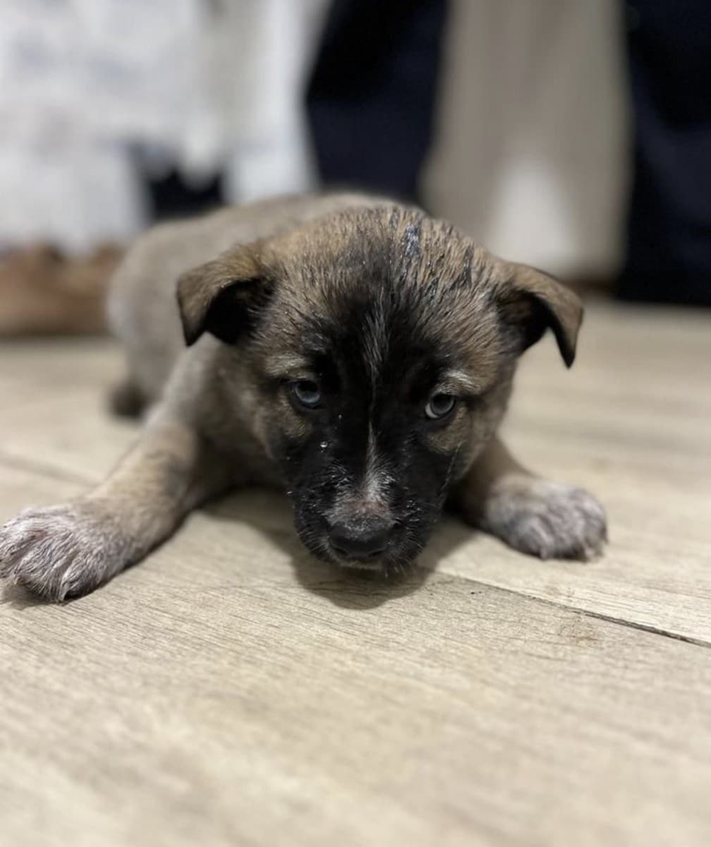 Щенки акита медиа 6