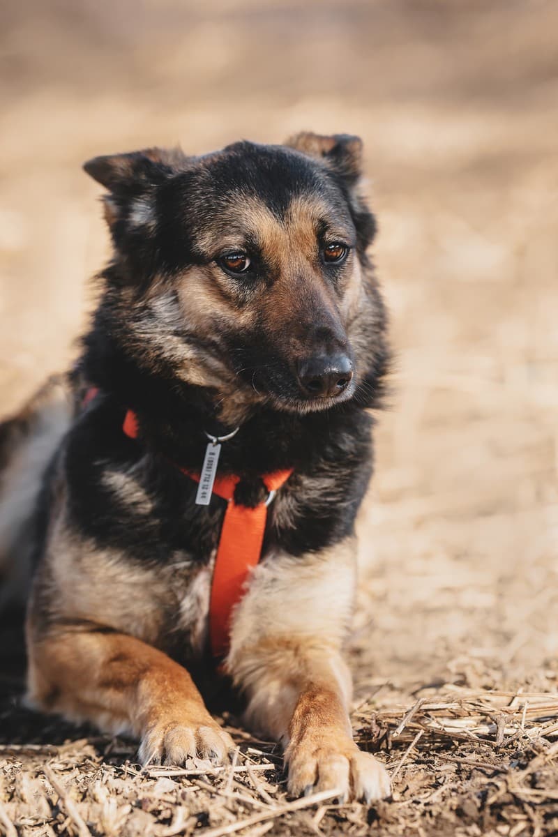 Арья медиа 6