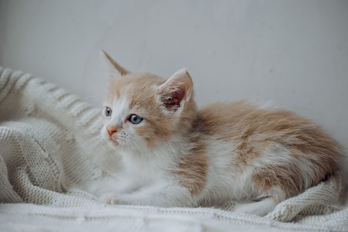 Зефирчик медиа 5