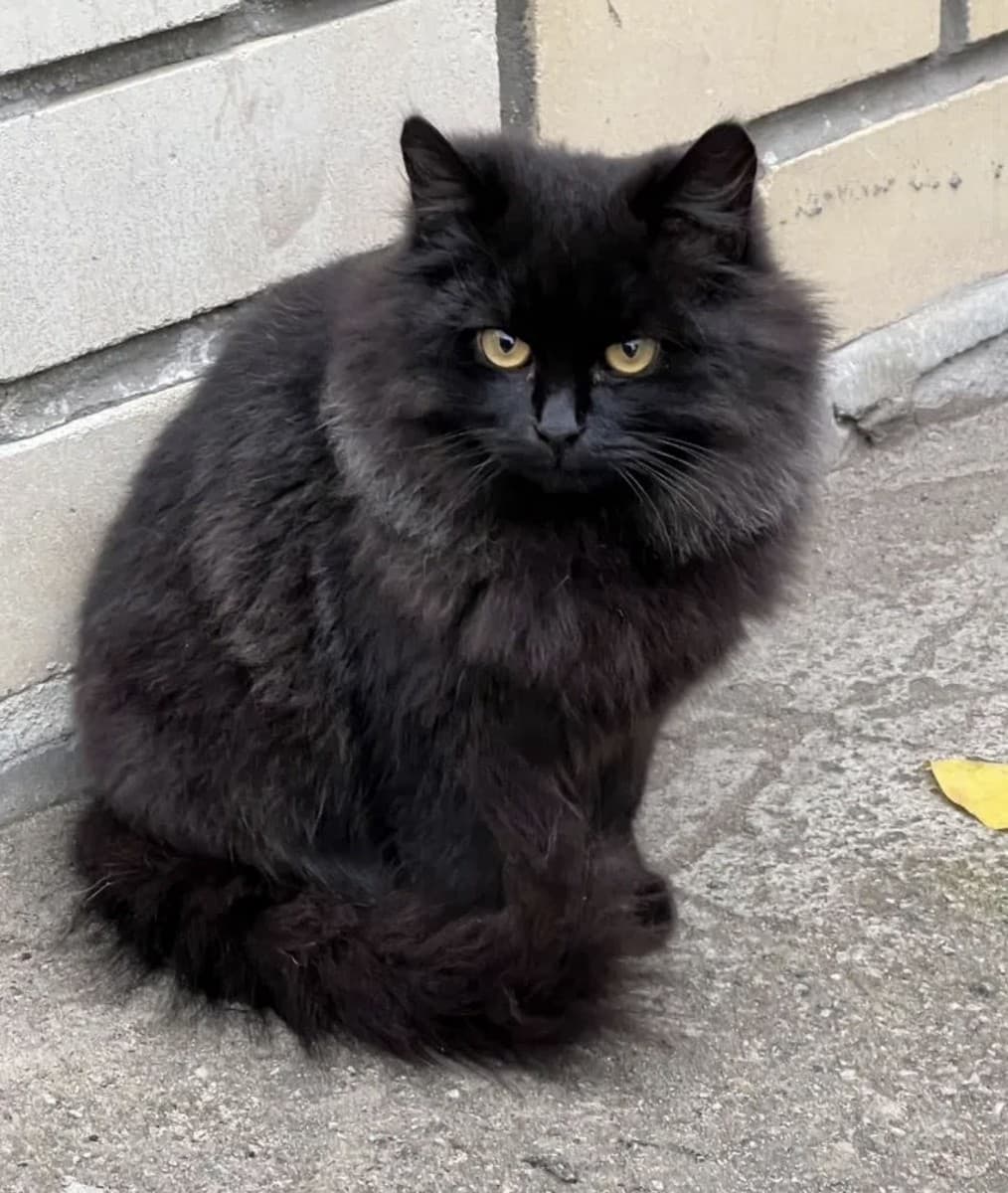 Пантера медиа 2