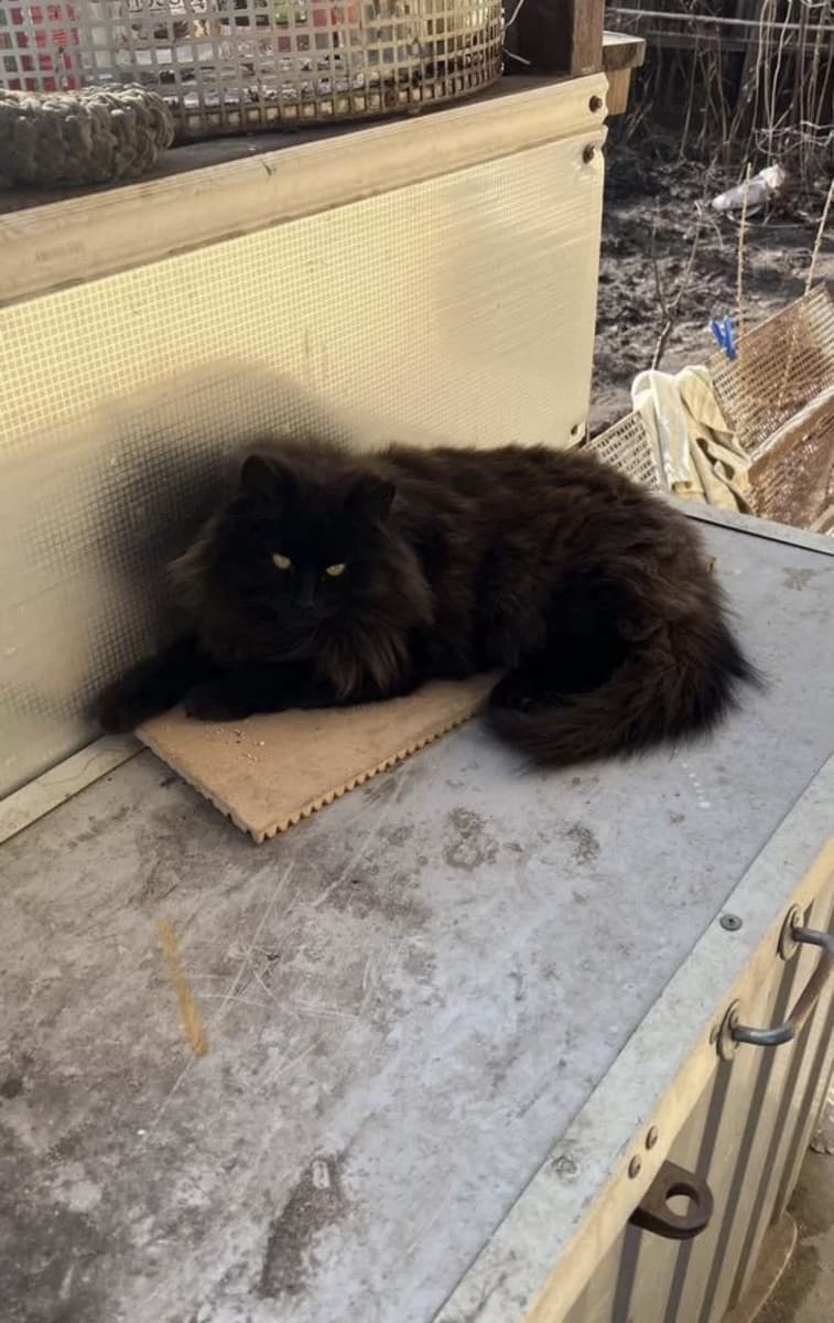 Пантера медиа 3