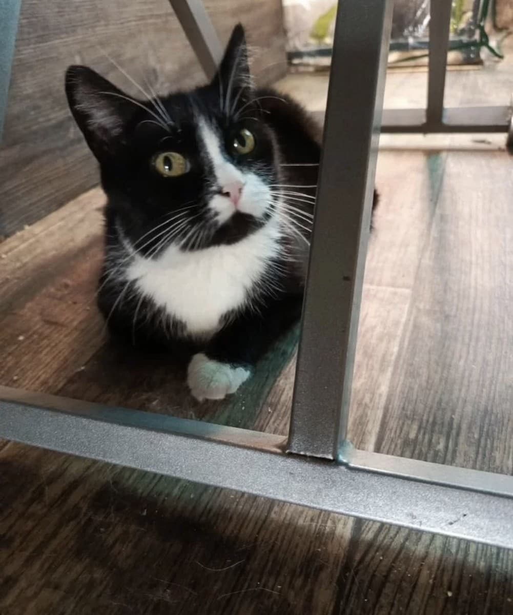 Луночка медиа 2