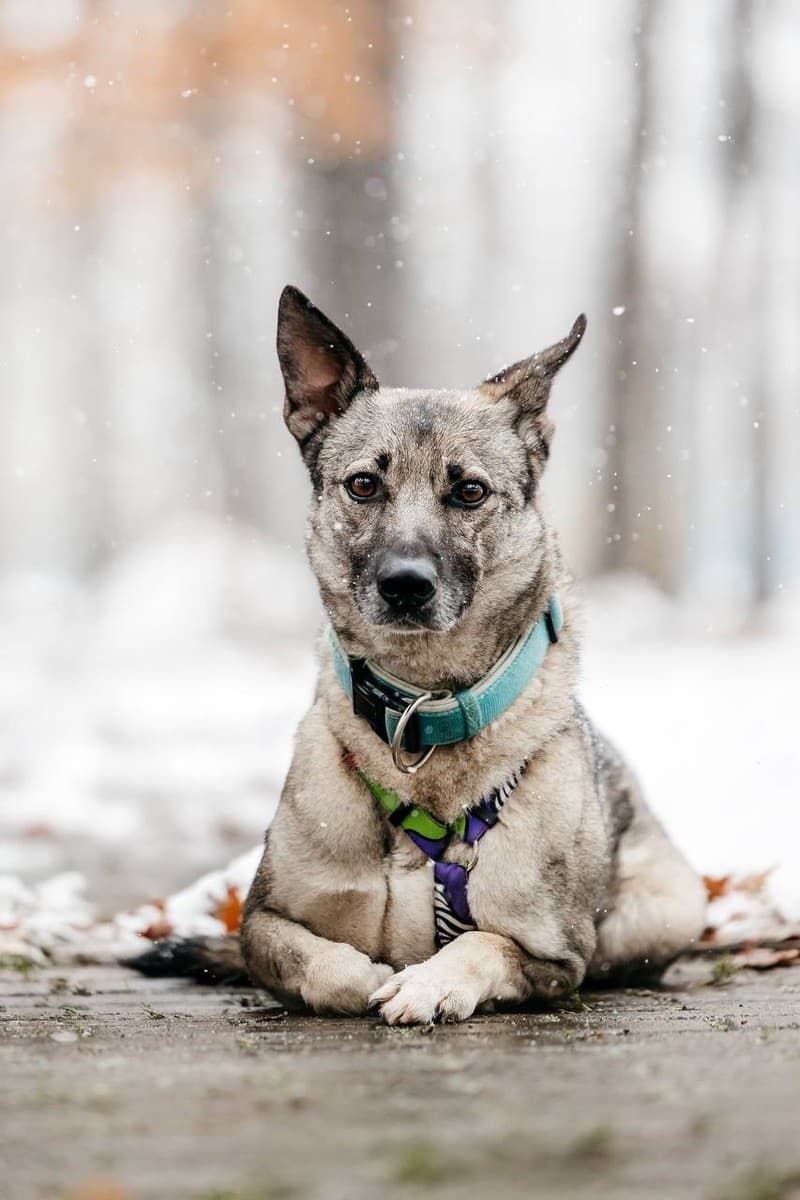 Грей медиа 6