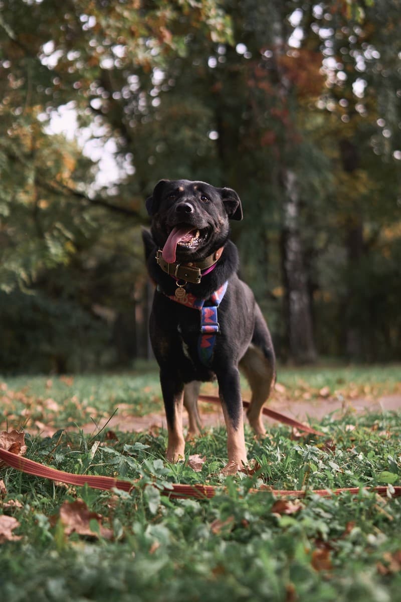 Рута медиа 3