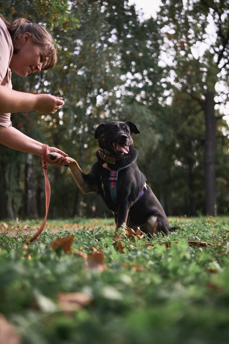 Рута медиа 2