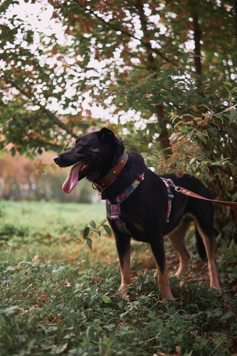 Рута медиа 5