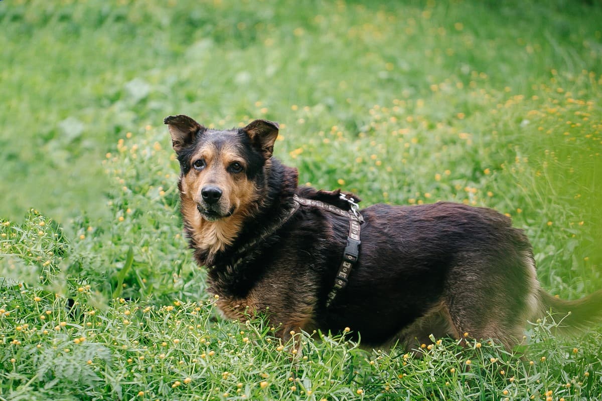 Техас медиа 8