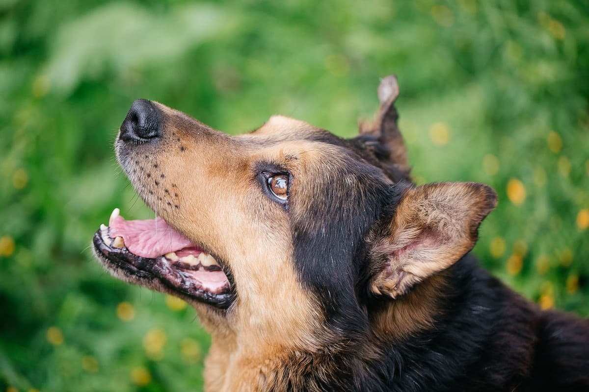 Техас медиа 7