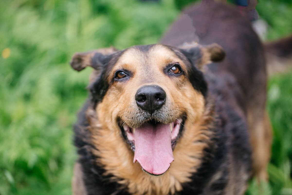 Техас медиа 6