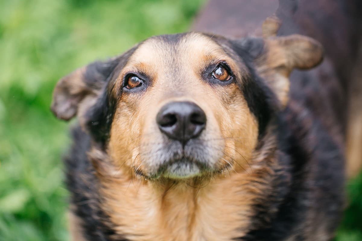 Техас медиа 5