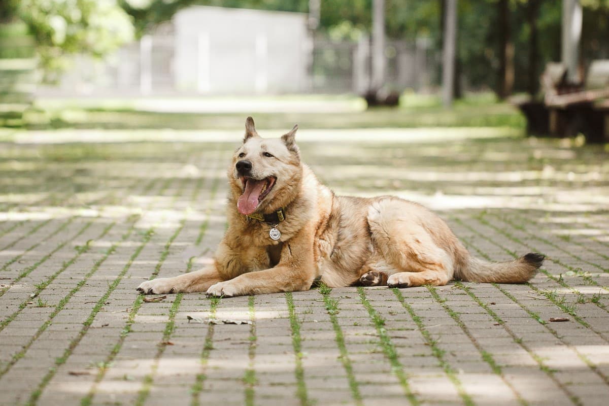 Фиона медиа 7