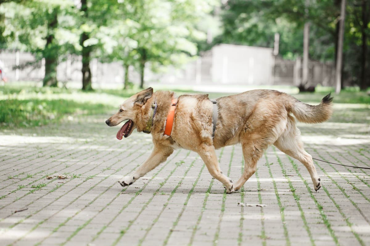 Фиона медиа 5