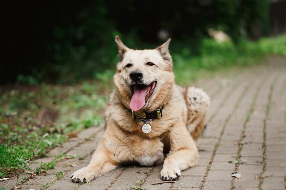 Фиона медиа 9