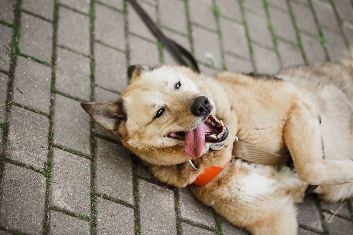 Фиона медиа 6