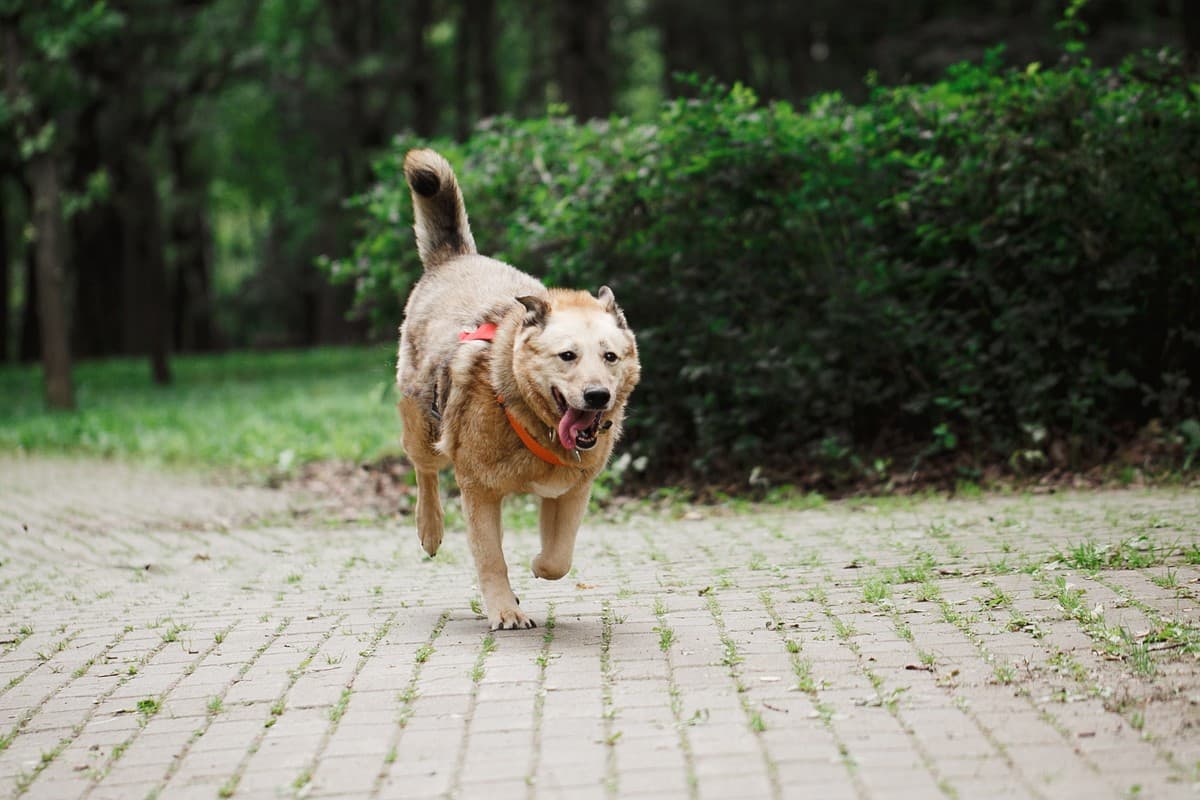 Фиона медиа 8