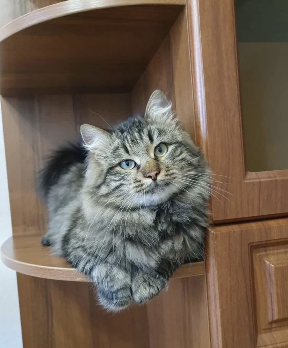 Василий медиа 2