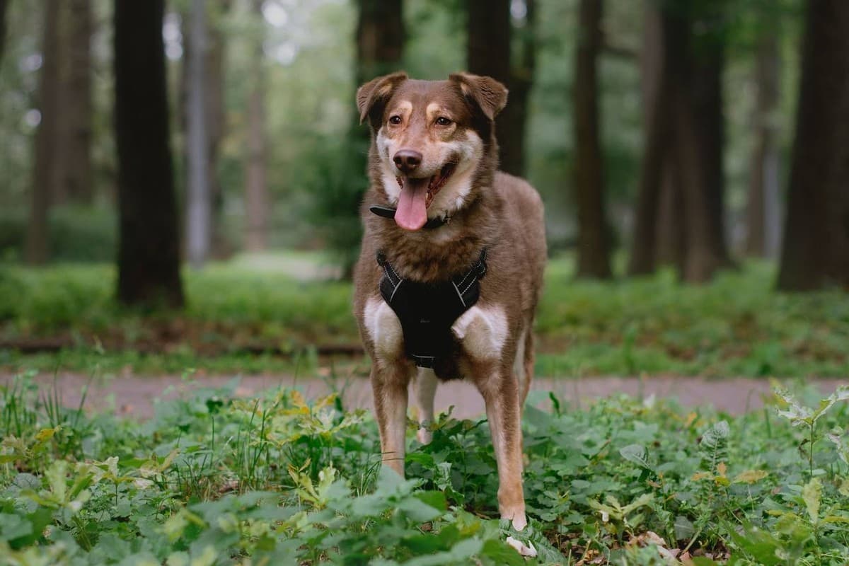 Нора медиа 5