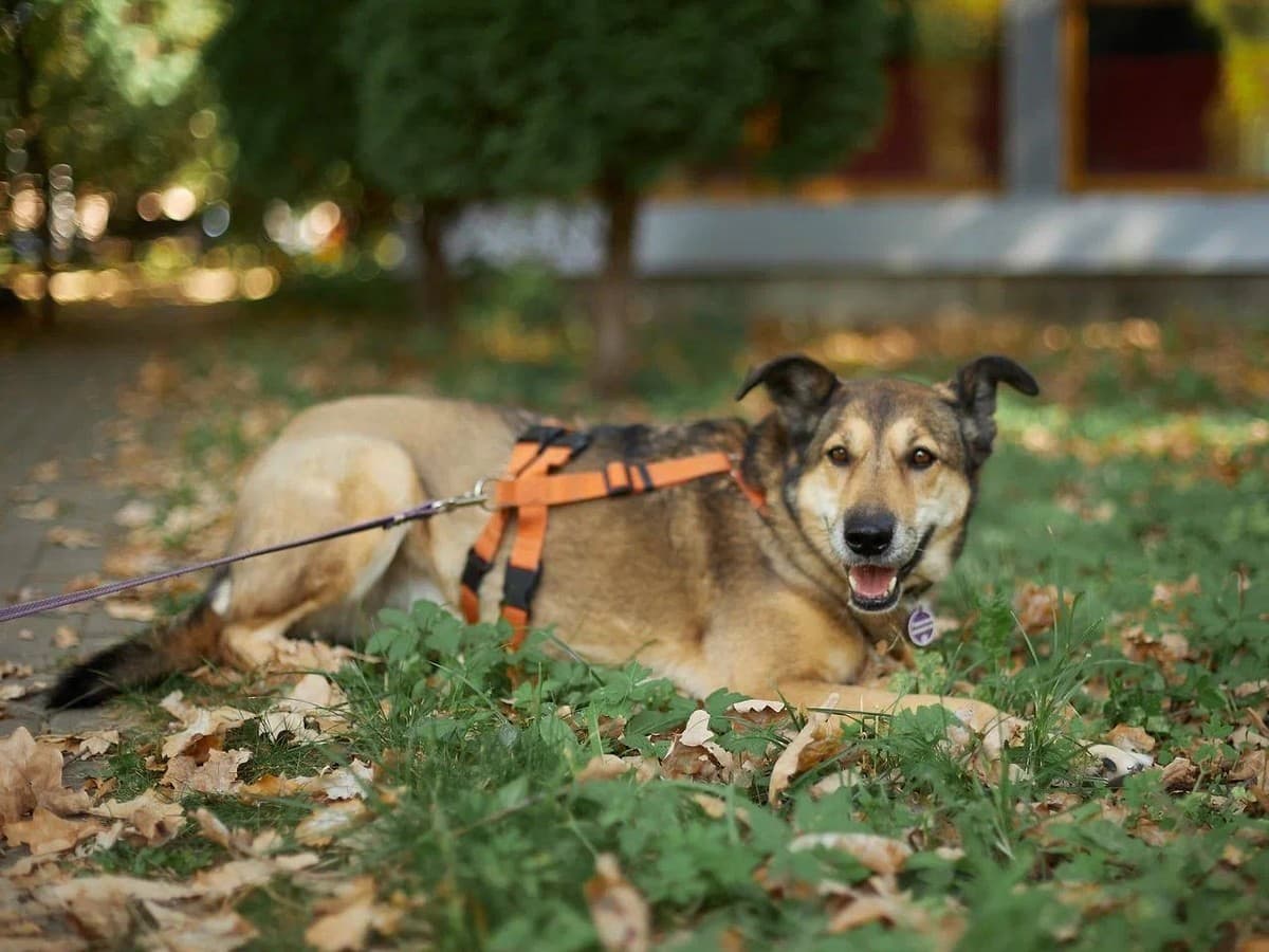 Павелика медиа 2