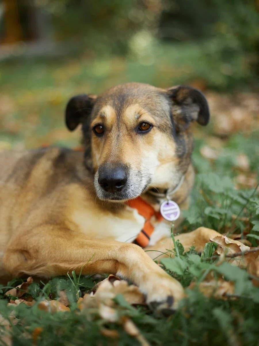 Павелика медиа 5