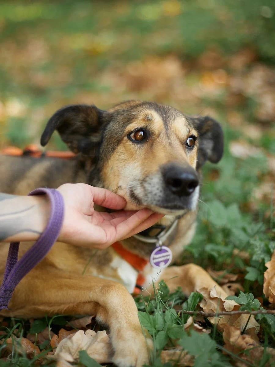 Павелика медиа 3