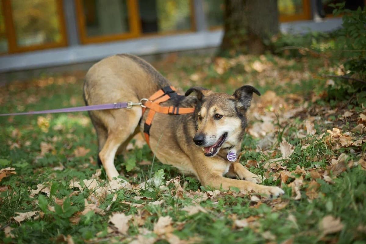 Павелика медиа 4