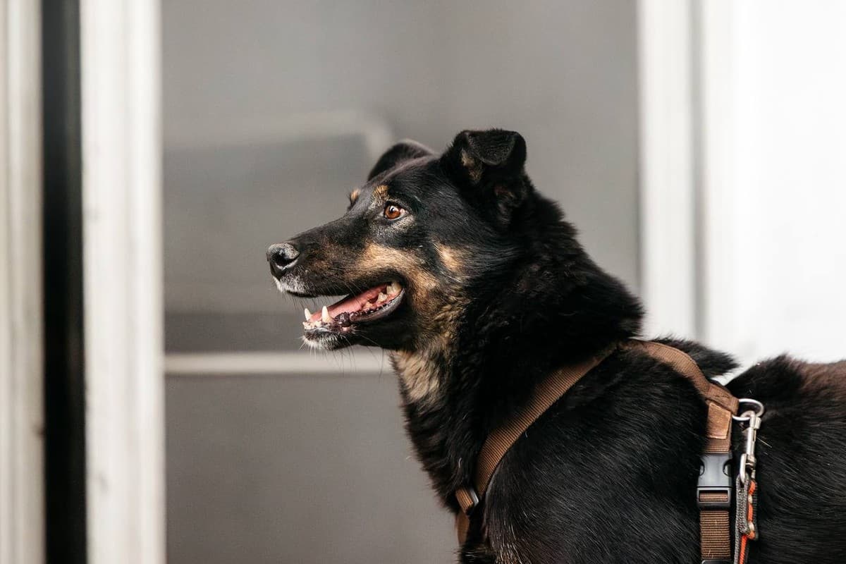 Берта медиа 2