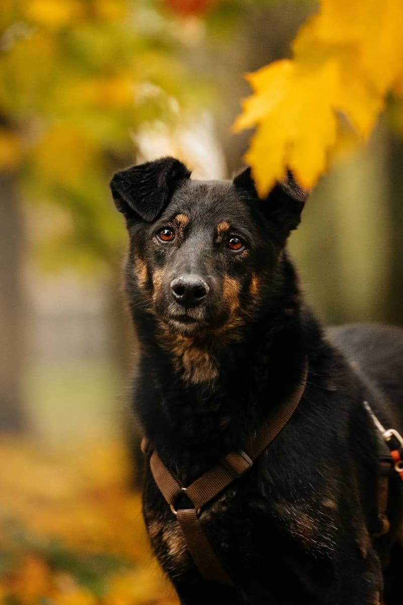 Берта медиа 3