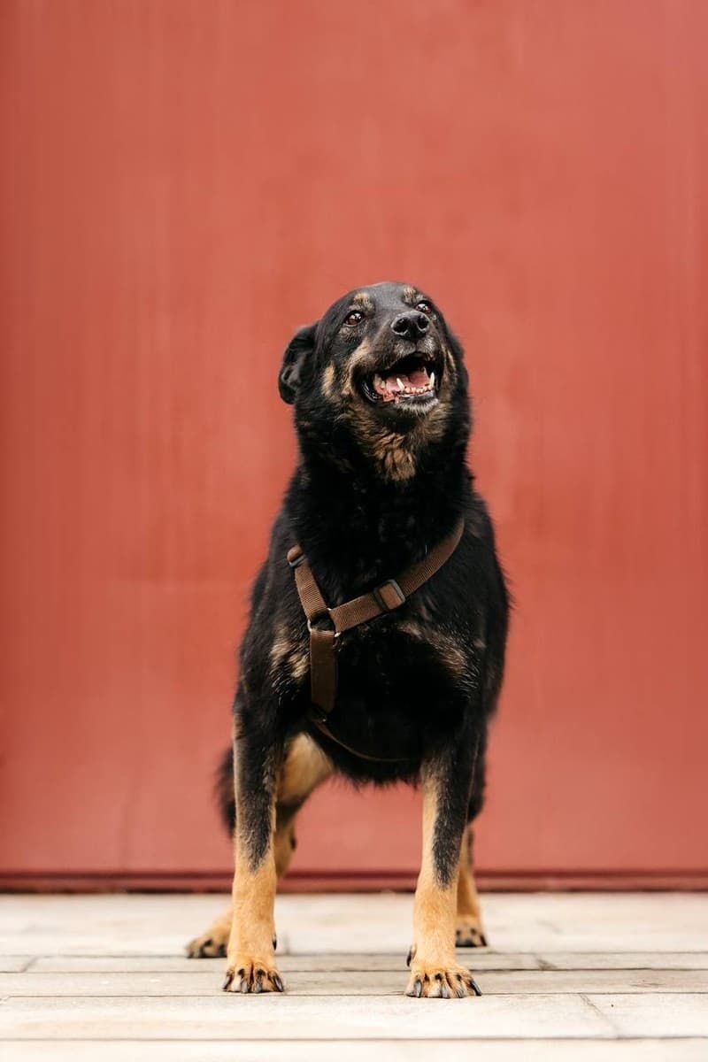 Берта медиа 4